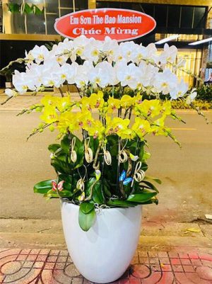 Chậu lan hồ điệp - 09